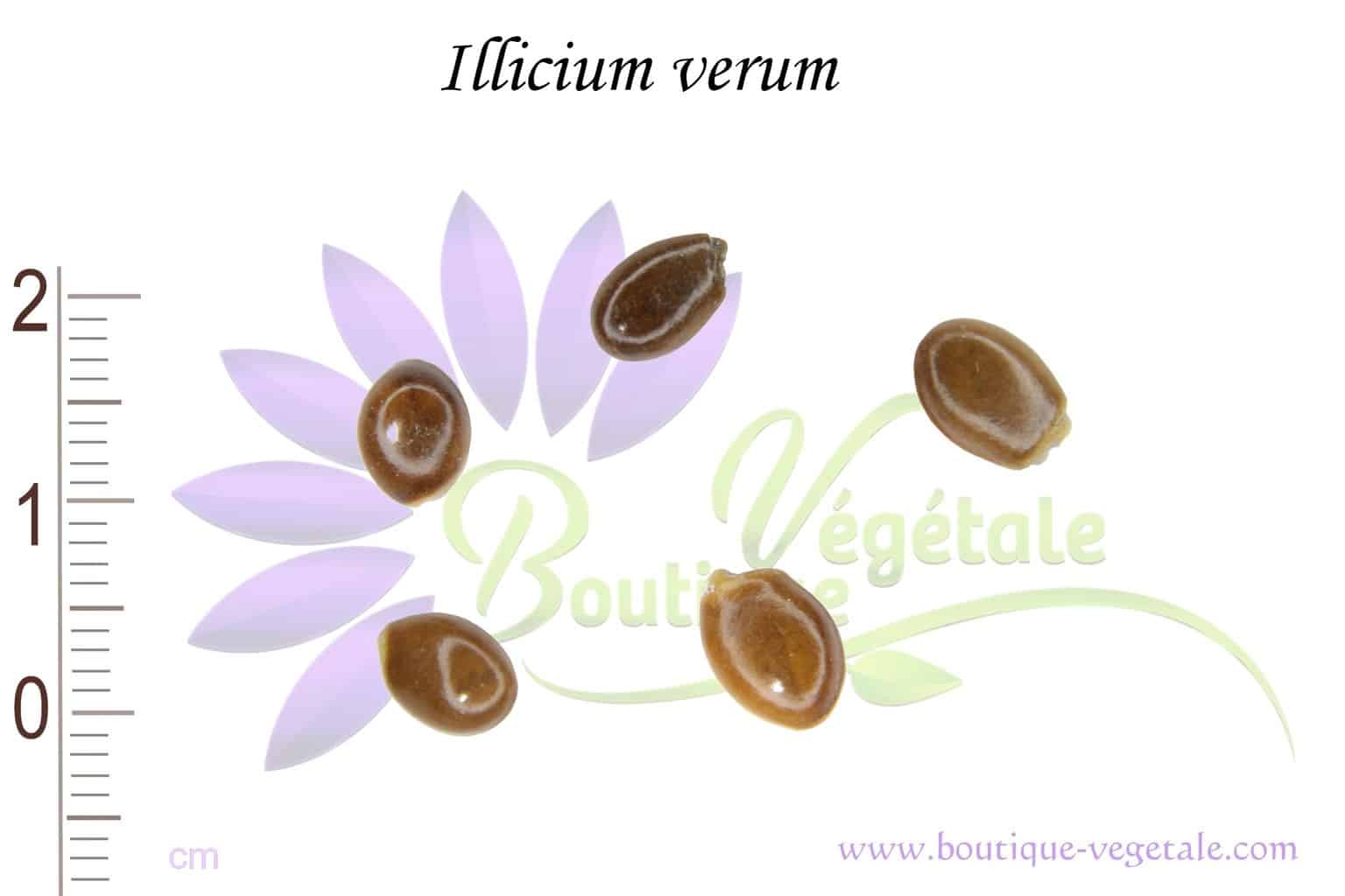 découvrez les bienfaits de la graine d'anis et nos conseils pour profiter au mieux de ses vertus santé. utilisation, propriétés et astuces pour intégrer l'anis dans votre quotidien.