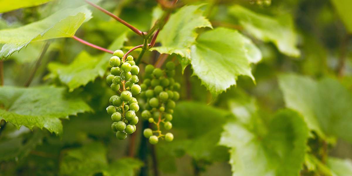 découvrez les principaux avantages des vignes hautes : meilleure aération, protection contre les maladies, rendement optimisé et qualité du raisin améliorée pour une viticulture performante.