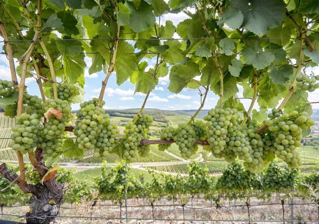 découvrez les nombreux avantages des vignes hautes : meilleure exposition au soleil, récolte facilitée, rendement optimisé et résistance accrue aux maladies. idéal pour une viticulture moderne et efficace.