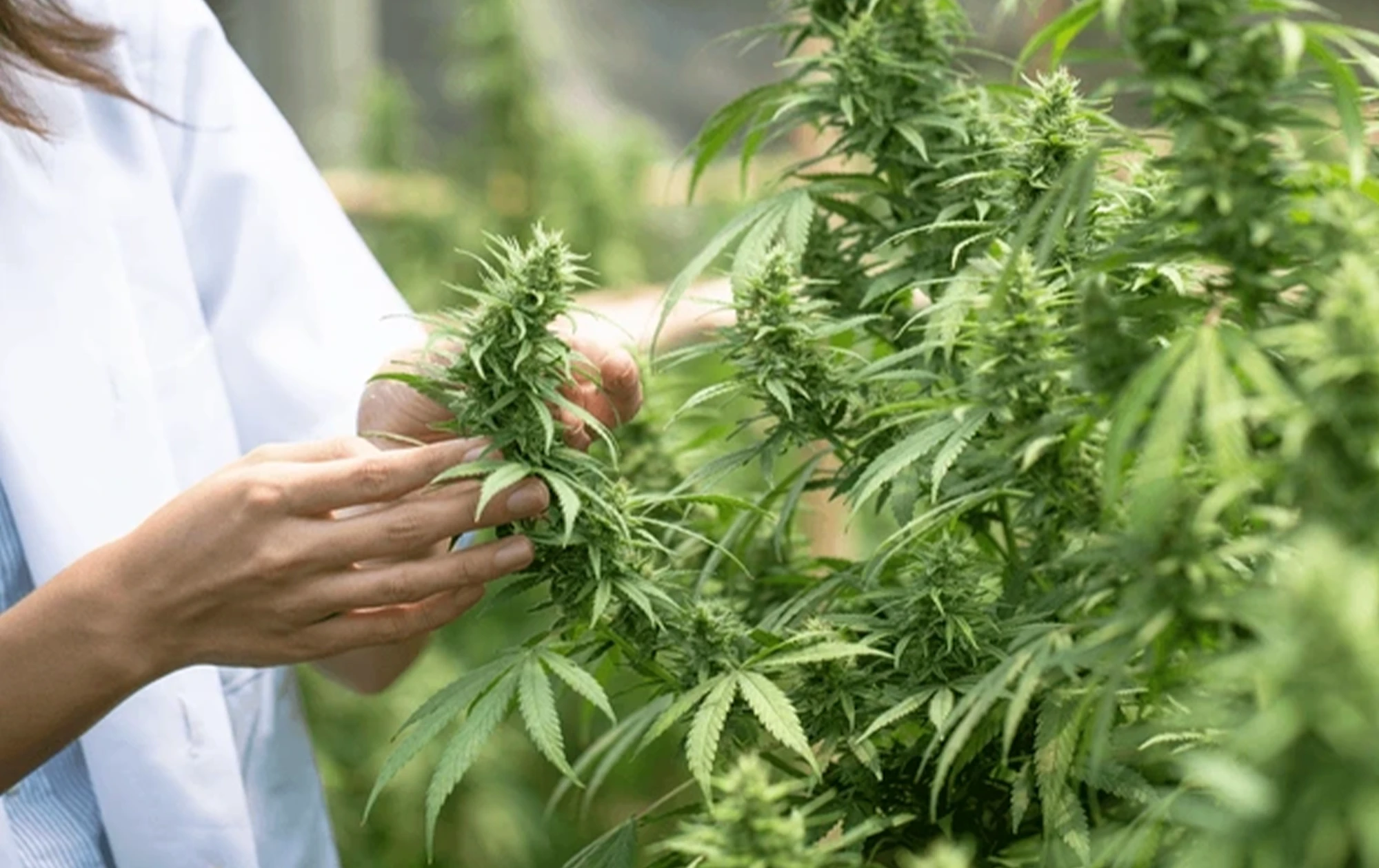 découvrez les nombreux bienfaits des graines de chanvre : source naturelle de protéines, riches en oméga 3 et 6, elles favorisent la santé du cœur, la digestion et renforcent le système immunitaire. essayez-les dans votre alimentation dès aujourd'hui !