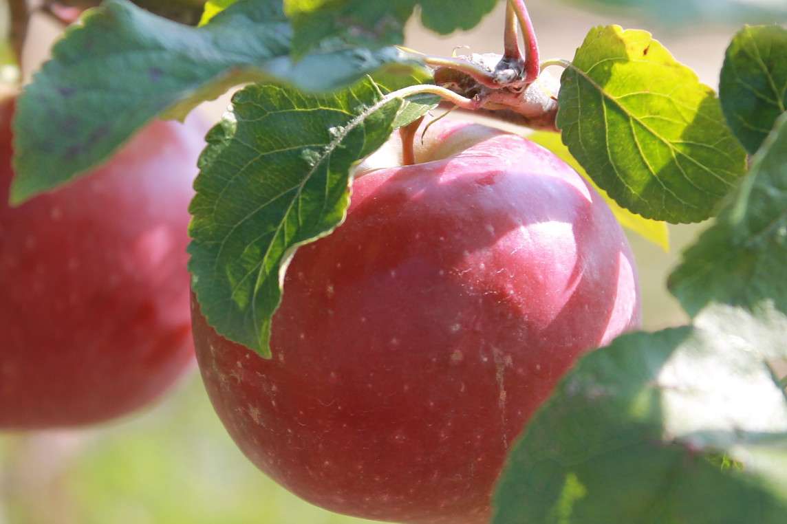 découvrez le comptoir des pommes 2025 : sélection de pommes fraîches, conseils de dégustation, recettes originales et informations sur les variétés de pommes disponibles cette année.