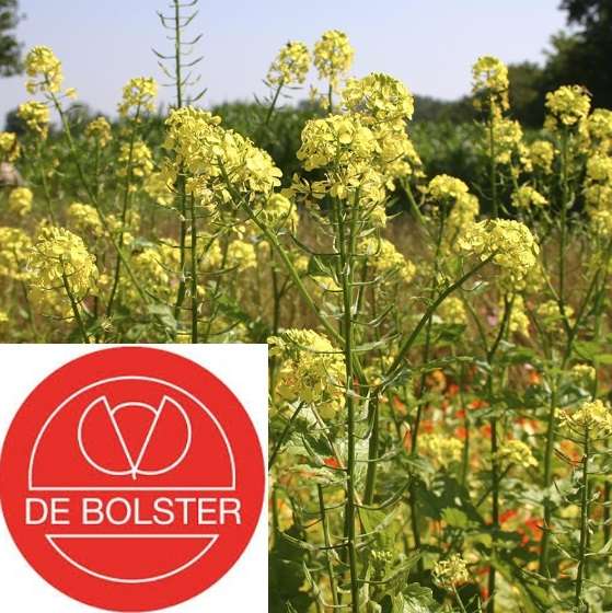 découvrez comment cultiver la moutarde verte dans votre jardin : conseils pratiques pour le semis, l'entretien, la récolte et les astuces pour une récolte abondante et savoureuse.