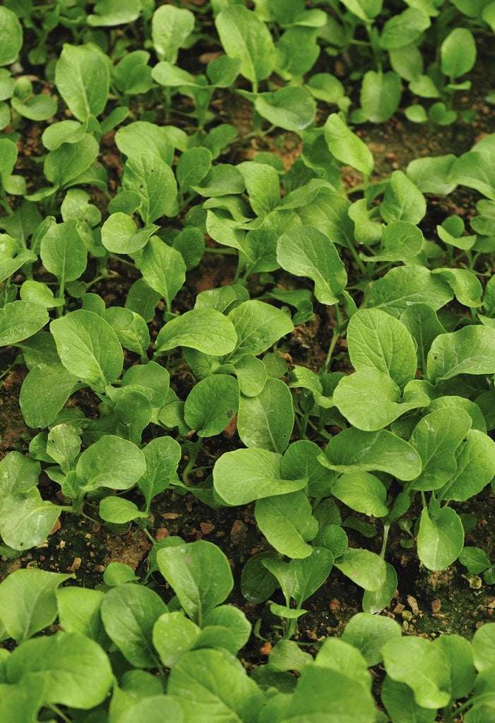 découvrez comment cultiver la moutarde verte facilement dans votre jardin : conseils de semis, entretien, récolte et astuces pour une récolte abondante et savoureuse.