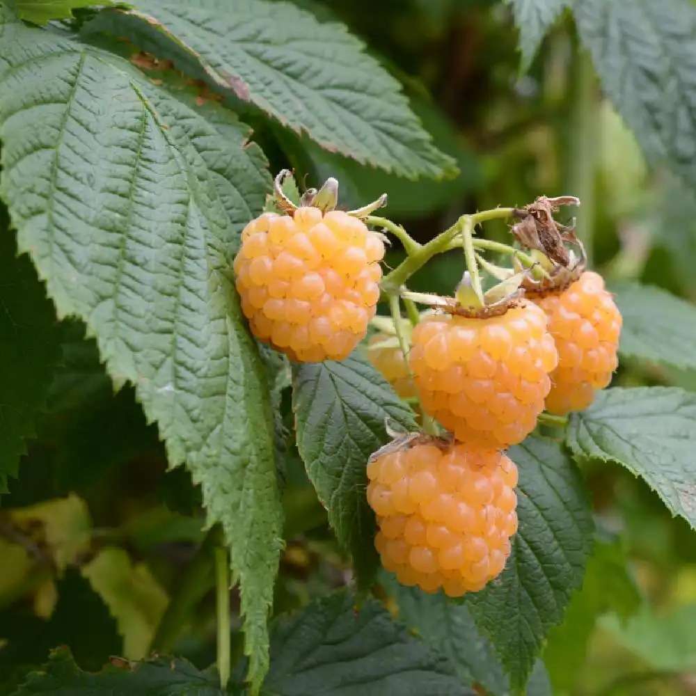 découvrez le domaine framboisier en 2025 : un lieu d’exception pour savourer des framboises fraîches, profiter de la nature et vivre des activités familiales uniques. visitez-nous pour une expérience gourmande et authentique.