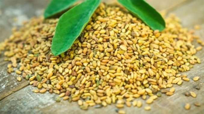 découvrez les bienfaits du fenugrec : cette plante aux multiples vertus contribue à la digestion, soutient le système immunitaire et favorise la prise de masse musculaire de façon naturelle. apprenez comment l’utiliser et profitez de ses propriétés pour améliorer votre bien-être au quotidien.