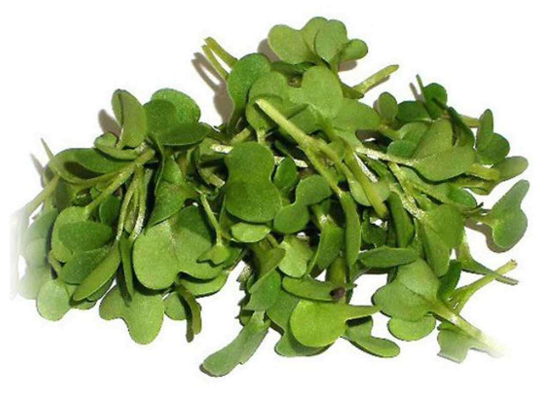 découvrez les feuilles de moutarde : un légume-feuille riche en saveurs et en nutriments, idéal pour agrémenter vos salades, soupes et plats cuisinés. conseils de préparation et bienfaits santé.