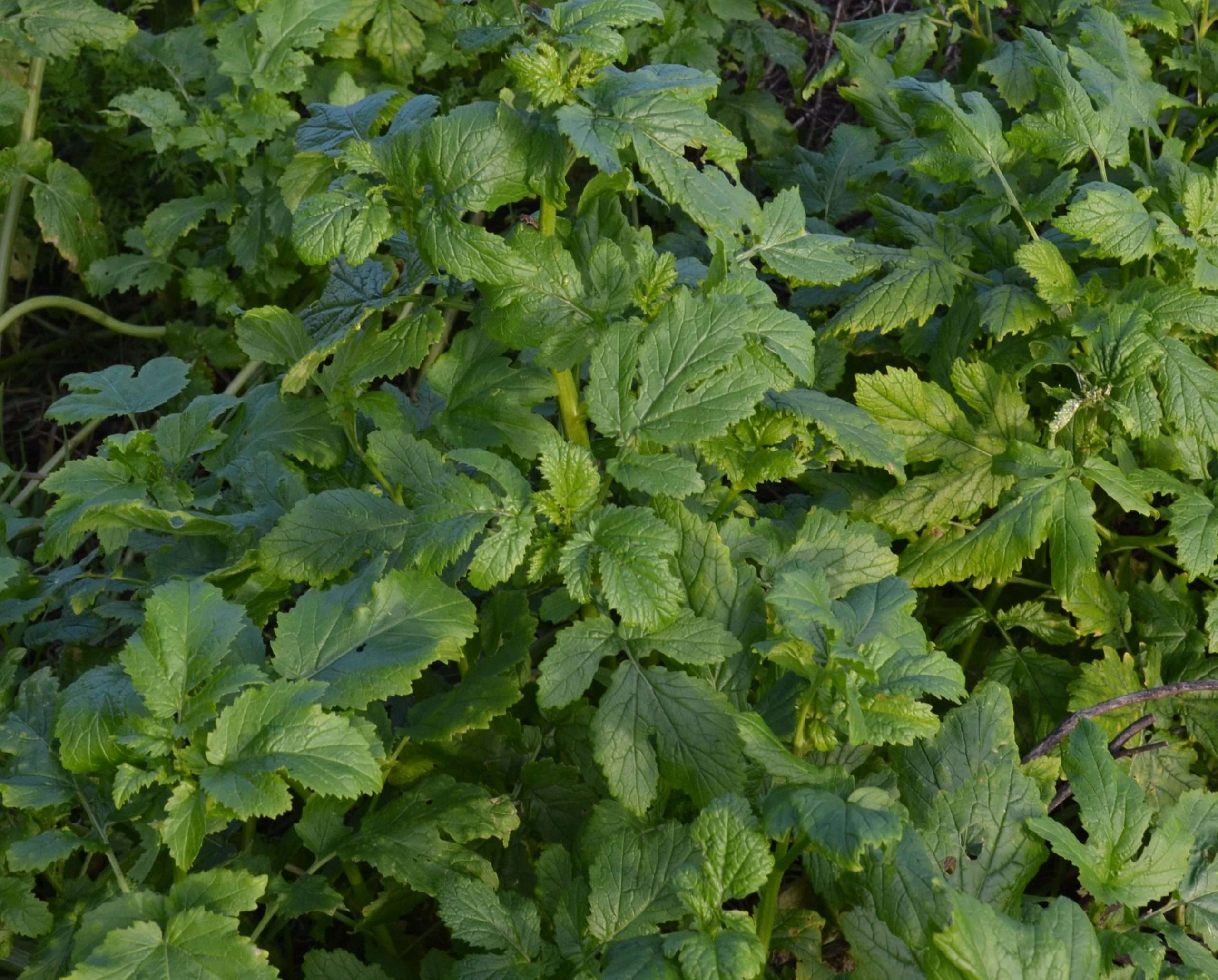 découvrez les feuilles de moutarde, un légume-feuille savoureux et riche en nutriments. idéales pour la cuisine santé, elles ajoutent une touche épicée et originale à vos salades, soupes et plats sautés.