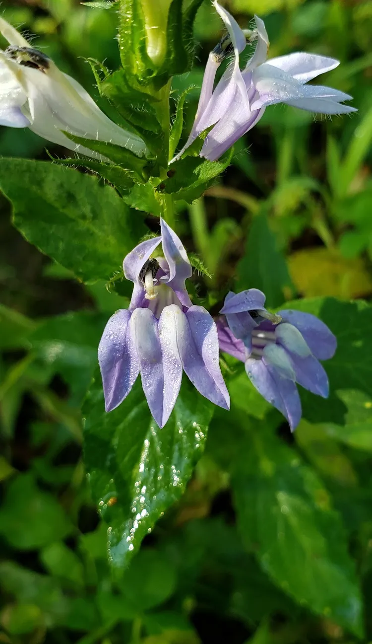 découvrez tous nos conseils pour l'entretien des fleurs chocolat : astuces, soins et recommandations pour préserver la beauté et la santé de ces plantes originales.