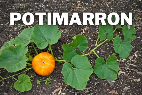 découvrez tout sur le potimarron : origine, bienfaits santé, astuces de préparation et idées recettes pour savourer ce légume d'automne, doux et savoureux.