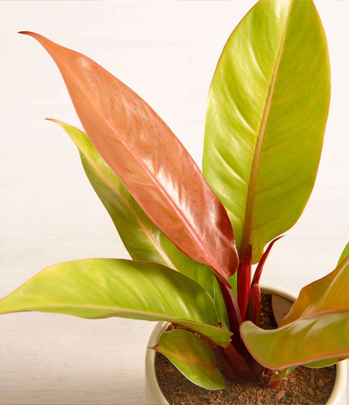 découvrez l'histoire fascinante du prince d'orange, titre noble emblématique lié à la maison d'orange-nassau, symbole d'influence politique et culturelle en europe.