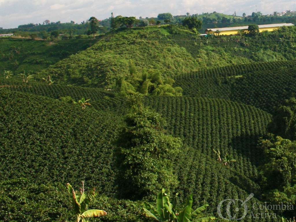 découvrez les secrets du café colombien : son origine, ses arômes uniques et les méthodes traditionnelles de production qui en font l’un des meilleurs cafés au monde.