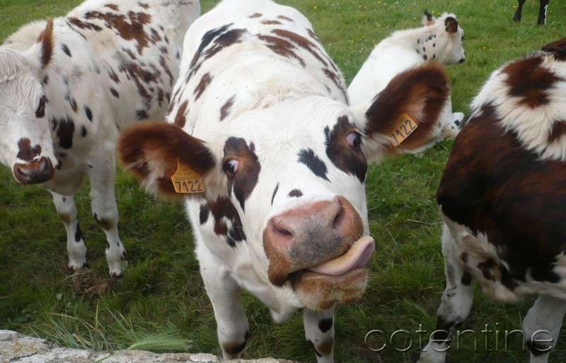 découvrez la vache normande, une race emblématique de normandie reconnue pour son lait de qualité, son caractère rustique et son rôle essentiel dans la production de fromages célèbres comme le camembert.