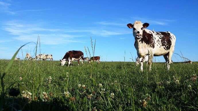 découvrez la vache normande, une race bovine emblématique de la normandie, reconnue pour la qualité de son lait et de sa viande. apprenez-en plus sur ses caractéristiques, son histoire et son importance dans l’agriculture française.