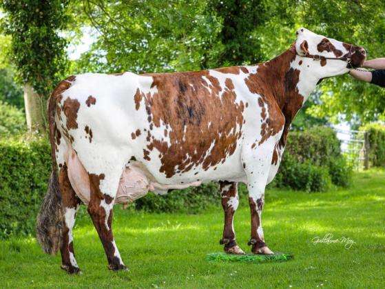 découvrez la vache normande, une race bovine emblématique de la normandie, réputée pour son lait riche et sa viande savoureuse. idéale pour la production de fromages renommés comme le camembert.