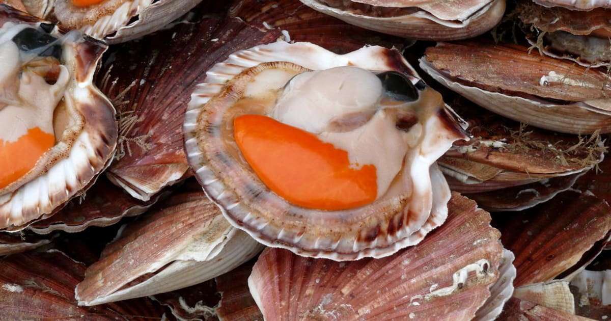 savourez l’élégance d’un velouté de saint-jacques festif, une entrée raffinée et conviviale idéale pour sublimer vos repas de fête. recette gourmande, facile et parfaite pour impressionner vos invités.