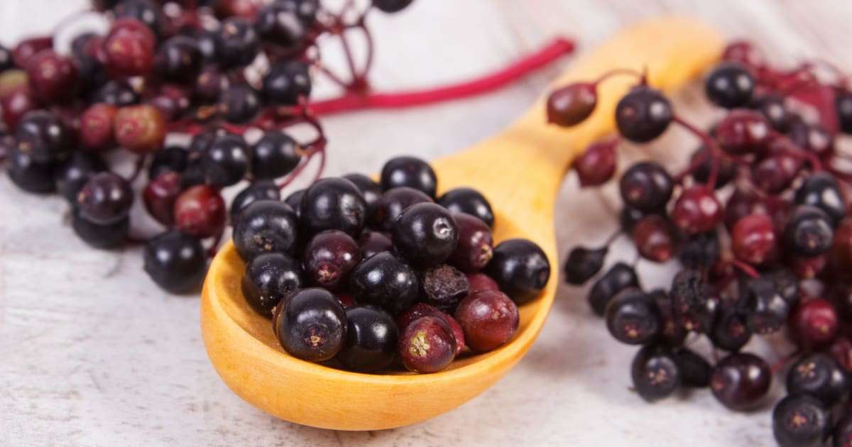 découvrez notre recette facile de gelée de sureau et apprenez ses bienfaits pour la santé, un délice naturel à savourer.