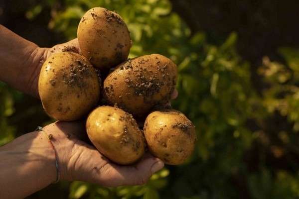 découvrez les tendances de la pomme et de la betterave en 2025 : actualités, innovations, conseils de culture et recettes pour profiter pleinement de ces deux aliments essentiels.