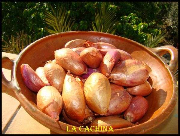 découvrez comment réussir facilement votre vinaigre à l'échalote maison grâce à nos conseils simples et efficaces pour une saveur authentique et naturelle.