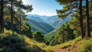 découvrez la localisation exacte de la forêt ben khalifa en algérie avec les coordonnées latitude 36.443588 et longitude 6.026489. explorez cette région naturelle unique et ses environs.